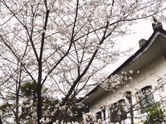 -武汉大学-樱园