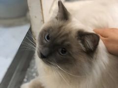 -共舞时光猫咖·狗咖(新街口店)
