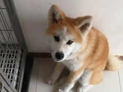 -波姐宠物家庭寄养