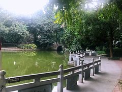 -金花茶公园