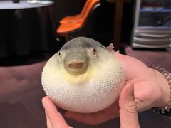 -肆月河豚·淮扬菜·湘菜(华天店)