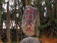 -瑞丽独树成林风景区