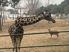 -合肥野生动物园