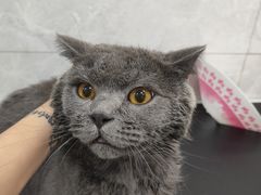 -钦宠·猫咪售卖·洗护·寄养(东圃旗舰店)