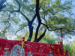 -大槐树寻根祭祖园