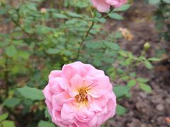 -陈家山荷花公园