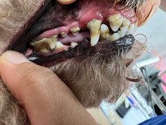 -宠福鑫康馨动物医院·骨科·眼科