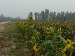 向日葵-北京东方普罗旺斯薰衣草庄园