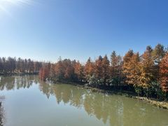 -上海长兴岛郊野公园