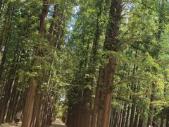 -日照海滨国家森林公园