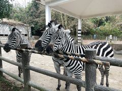 -贵州森林野生动物园