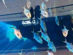 -迪拜水族馆及水下动物园