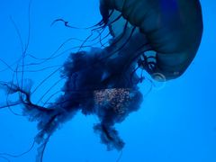 -太平洋海底世界