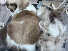 -汪小喵宠物·戴维斯乐芳希施宠馨宝皮毛调理洗护店