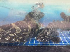 -红月湾海鲜饭店•沙滩海景(双月湾店)