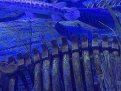 -芜湖新华联大白鲸海洋公园