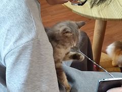 -楼上猫咖(罗湖店)