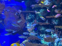 -上海海洋水族馆