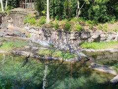 -奥兰多迪士尼动物王国乐园