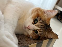 -东莞宠友24H宠物中心医院·转诊夜诊·异宠(新河北路院)