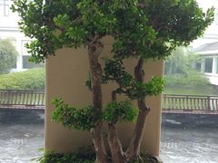 -春兰国宾馆(凤城河风景区老街店)