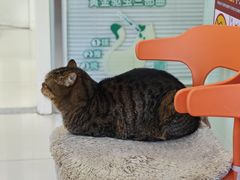 -纳吉亚猫专科动物医院博雅分院