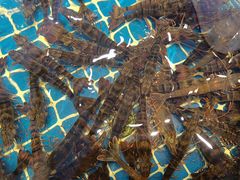-阿明小菜·海鲜·上海菜(梅陇华理店)