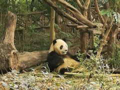 -成都保利公园皇冠假日酒店(熊猫基地店)