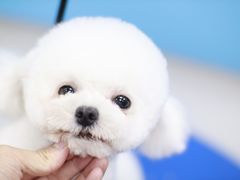 -瑞鹏宠物医院犬猫全科(真大分院)