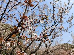 -曹杨影城(曹杨店)