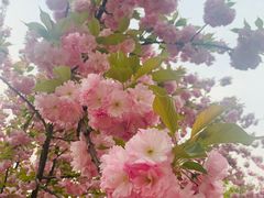 -莲花池公园