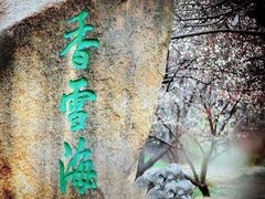 -香雪海