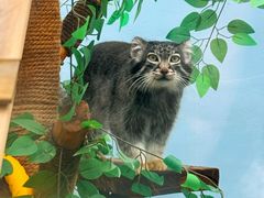 -青藏高原野生动物园