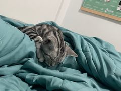 -飞行喵MR PILOT|猫舍·猫咖(静安大融城店)