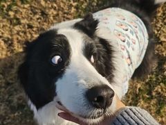 -趣玩宠物乐园寄养训犬训狗游泳池