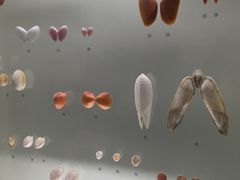 -青岛贝壳博物馆