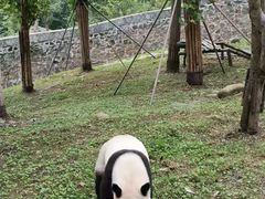 -都江堰中华大熊猫苑