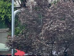 -赵姐猪耳朵饭店