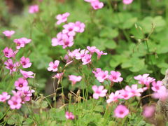 -广东花都湖国家湿地公园