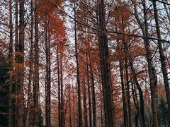 -白水寺森林公园