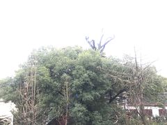 -南岳衡山风景名胜区-南岳大庙