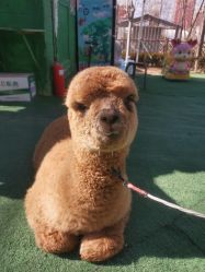 -萌宠亲子动物乐园(槐房万达店)