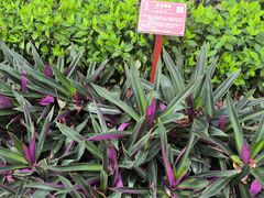 -广西壮族自治区药用植物园
