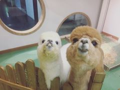 -藦茜花园宠物主题亲子互动体验馆(国顺东路店)