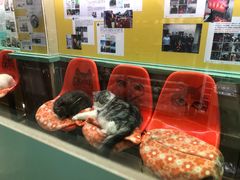 -猫咪博物馆(顶澳仔猫街店)