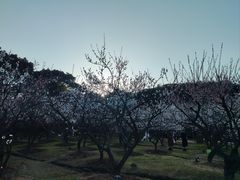 -香雪海