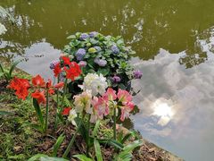-深圳仙湖植物园