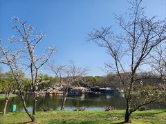 -上海共青森林公园