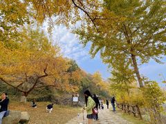 -千年银杏谷文化旅游区