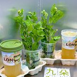 简直就是春天里必喝的奶茶好吗️ 茉莉柠檬茶